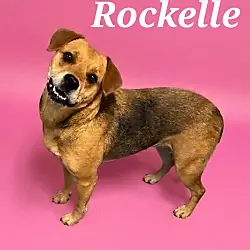 Rockelle (Rosie), Shepherd (Unknown Type) Mixed Breed (Medium) mix