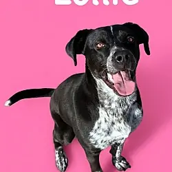 Lollie, Australian Cattle Dog Mixed Breed (Medium) mix