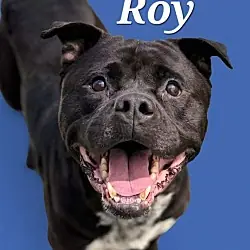 Roy, American Bulldog
