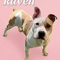 Raven, Mixed Breed (Medium) Boxer mix