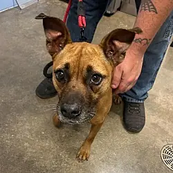 Hazel, Boxer Mixed Breed (Medium) mix