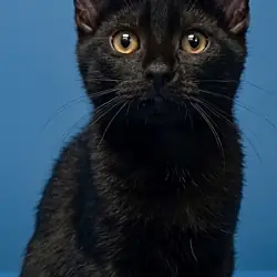 Pepsi, Domestic Shorthair