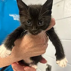 Alice, Domestic Shorthair
