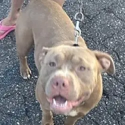 Bubby, Staffordshire Bull Terrier