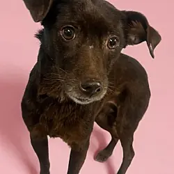 Maggie, Dachshund Mixed Breed (Medium) mix