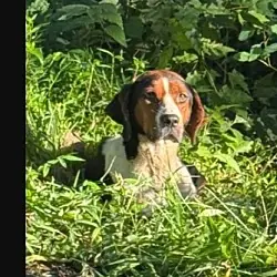 Lake, Hound (Unknown Type)