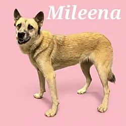 Mileena, Husky Mixed Breed (Medium) mix