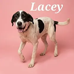 Lacey, Hound (Unknown Type) Mixed Breed (Medium) mix