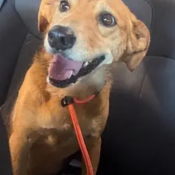 Cassie, German Shepherd Dog Mixed Breed (Medium) mix