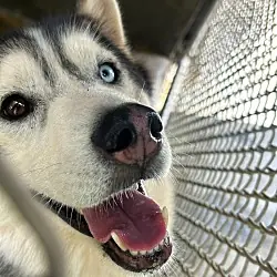 Spirit, Husky