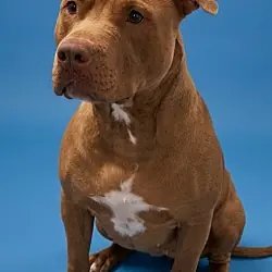 Roqui, Mixed Breed (Medium) mix