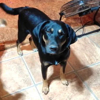 Angel, Doberman Pinscher and Rottweiler mix