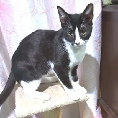 Pepe, Domestic Short Hair