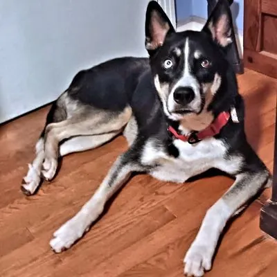 Sunny, Husky mix