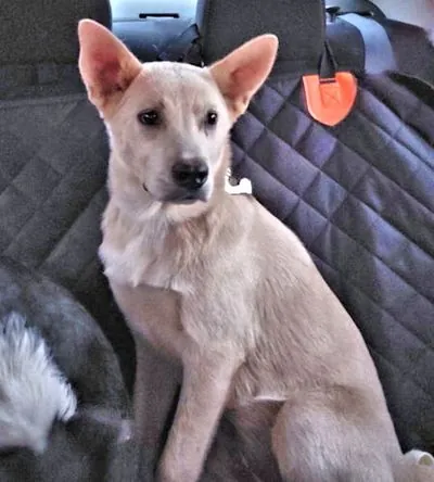 Elsa, Carolina Dog