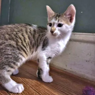 Milo, Tabby