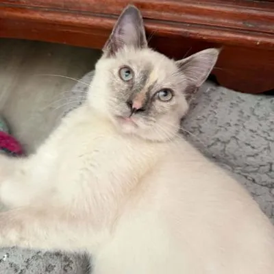 Gizmo, Siamese and Calico mix