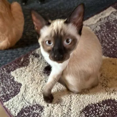Houdini, Siamese mix