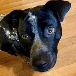 Pointer, Australian Cattle Dog