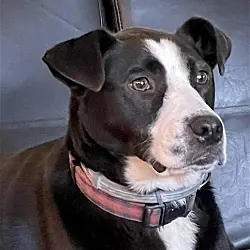 Claire, Border Collie