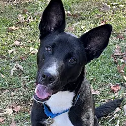 Dash, Border Collie Shepherd (Unknown Type) mix
