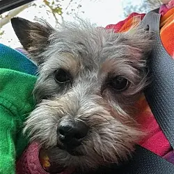 Piper, Yorkie, Yorkshire Terrier