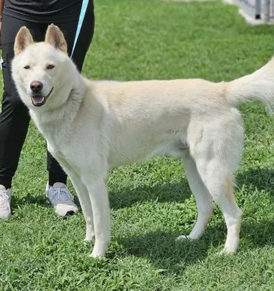Liken, Siberian Husky mix