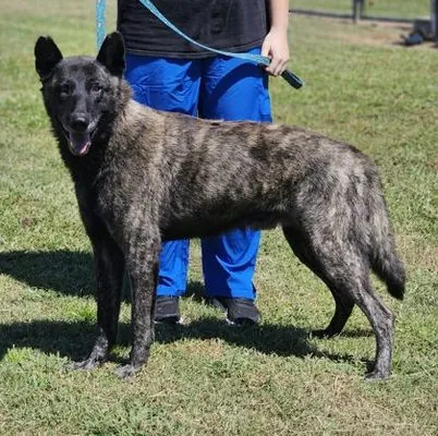 Jacob, German Shepherd Dog mix