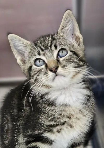 Darwin, Domestic Shorthair mix