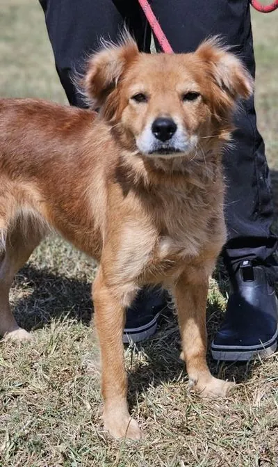 Lainey, one of the golden retrievers waiting in North Carolina