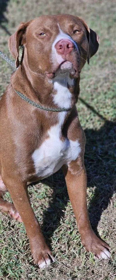 Henry, Pit Bull Terrier mix