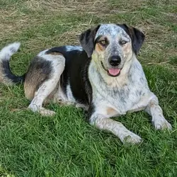Cowtails (Courtesy Listing), Australian Cattle Dog Labrador Retriever mix