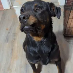 Meeko & Goose (Courtesy Listing), Rottweiler mix