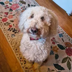 Baby, Poodle (Miniature) Golden Retriever mix