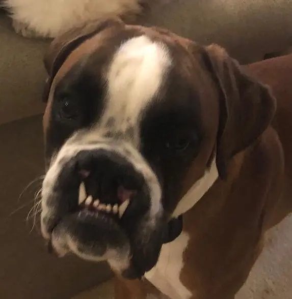 Moose (Zeb), Boxer