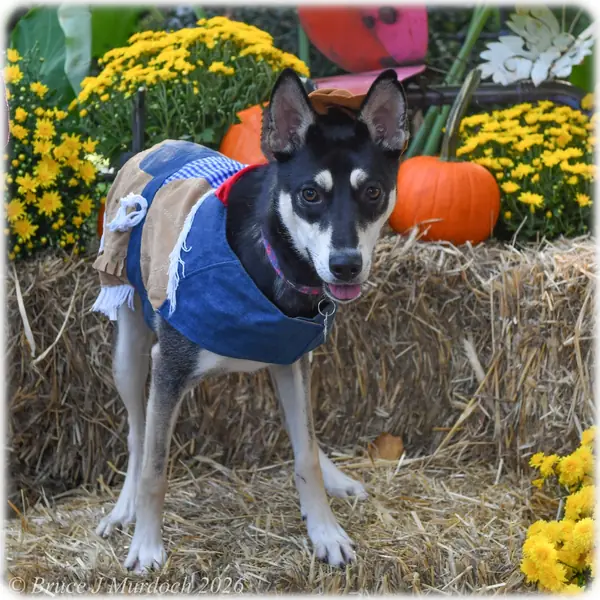 Coco, Husky