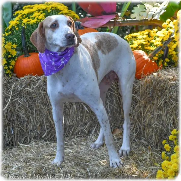 Gidget, Hound