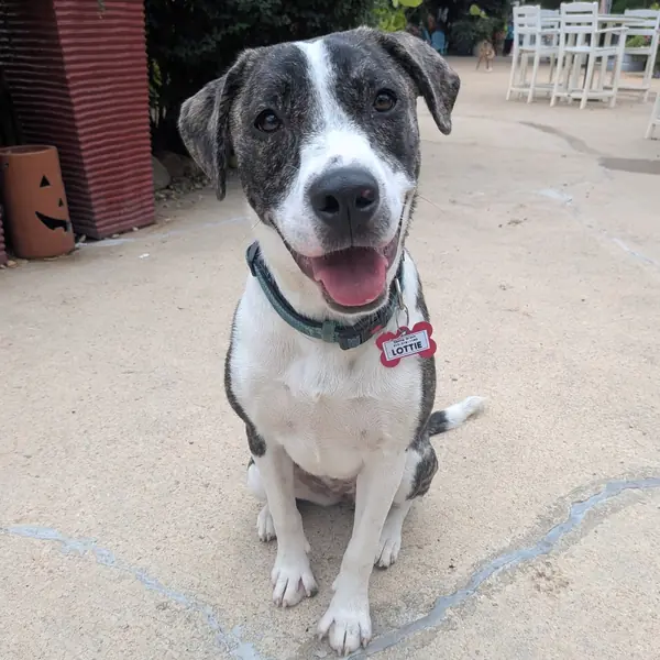 Lottie, Pyrenees, Great and Mixed Breed (Large) mix