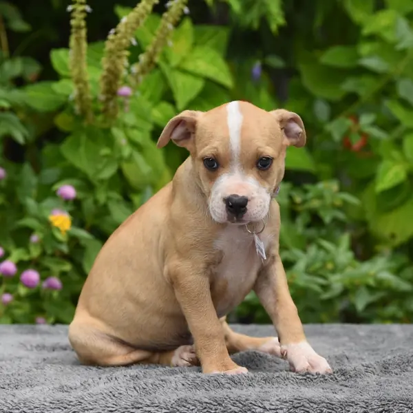 Hourglass, Terrier, Pit Bull