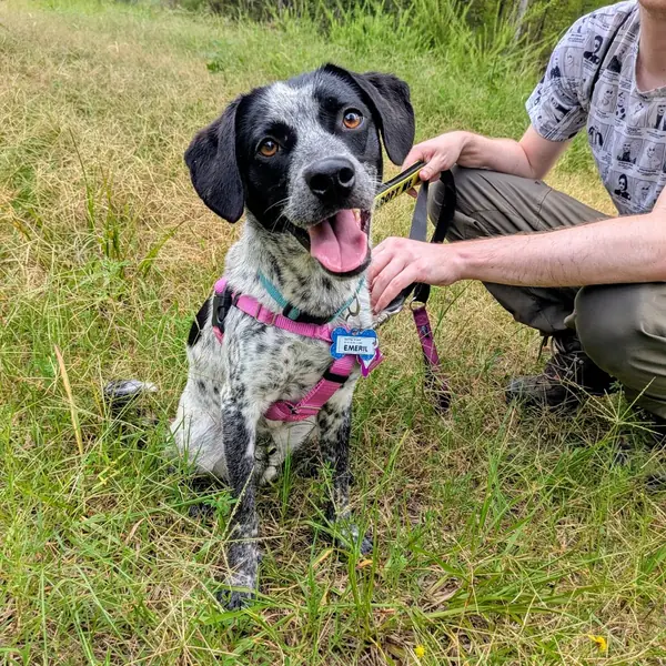 Emeril, Cattle Dog