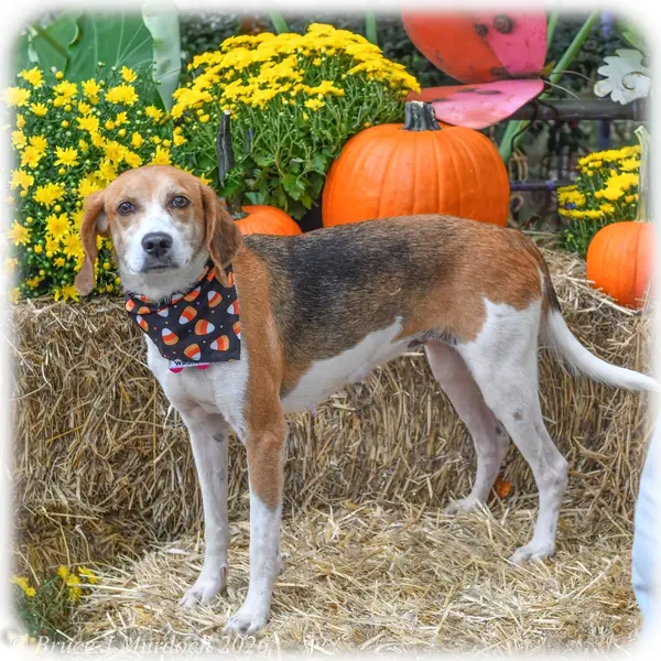 Wagnes, Hound