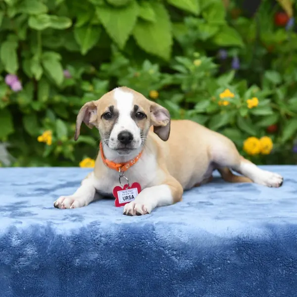 Ursa, Terrier