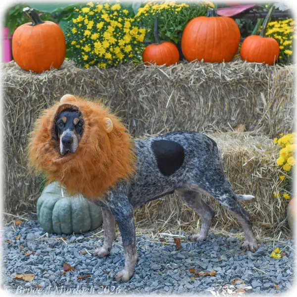 Darla, Coonhound, Bluetick