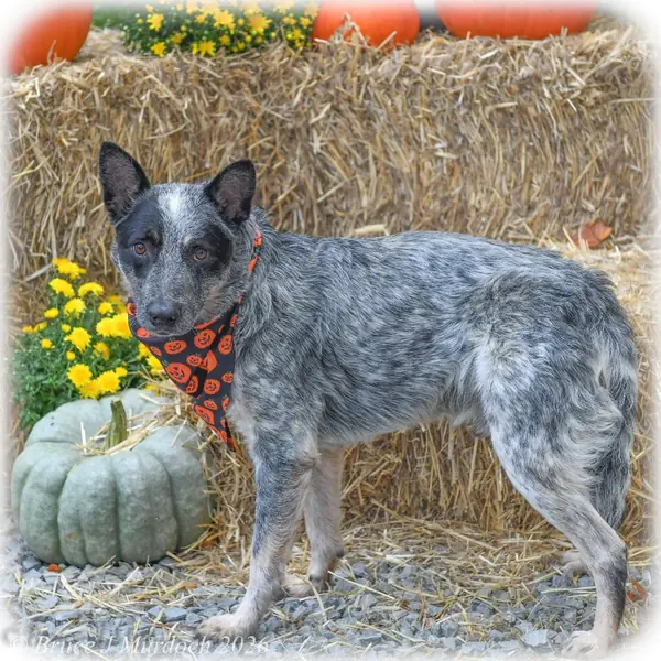 Gregor, Cattle Dog, Australian (Blue Heeler)