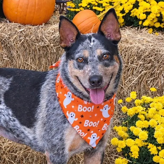 Beverly, American Blue Heeler