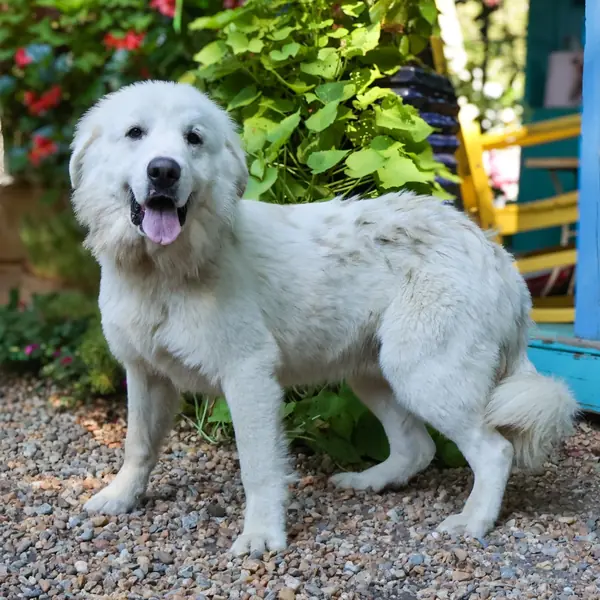 Elliot, one of the Great Pyrenees waiting in North Carolina
