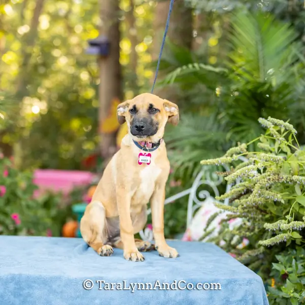 Amber, Shepherd