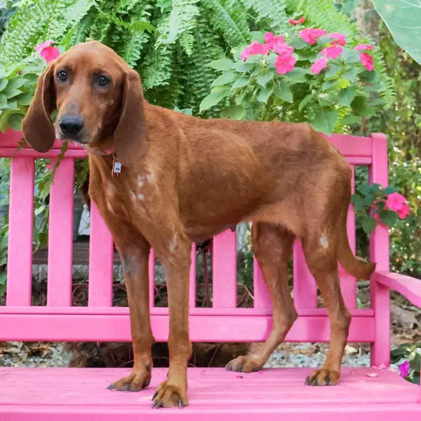 Brynn, Coonhound, Redbone