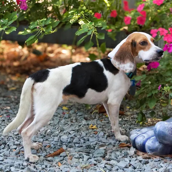 Eddie, Beagle