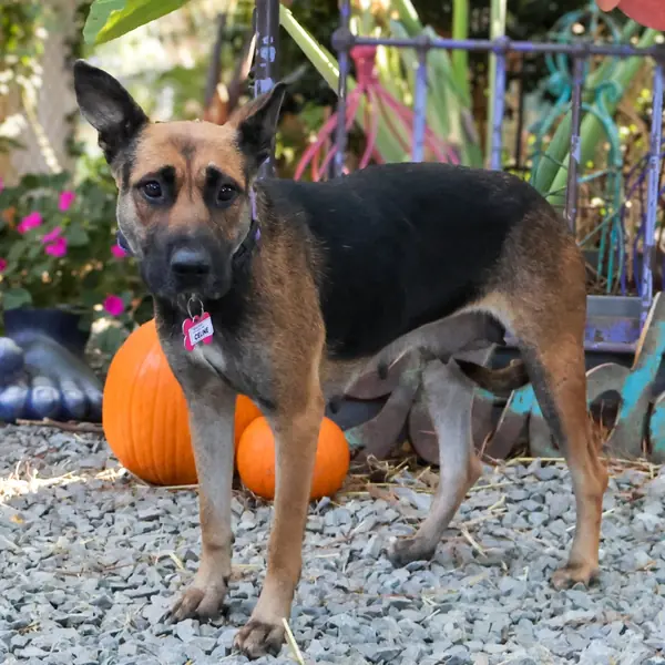 Celine, Shepherd, German